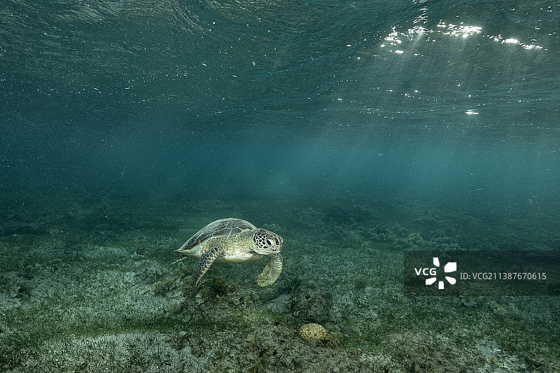 低角度观海绿海龟在海中游泳，马约特图片素材