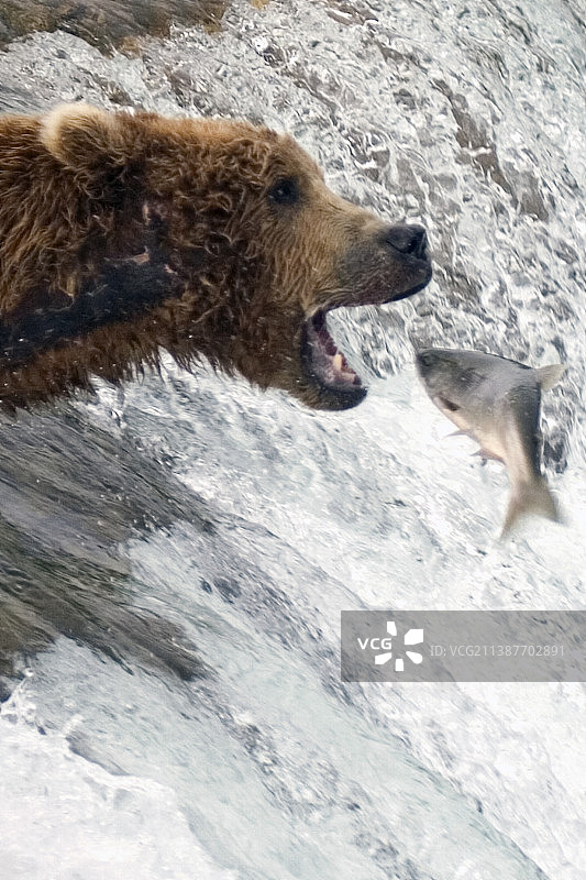 棕熊正要捕捉跳跃的鲑鱼的特写图片素材