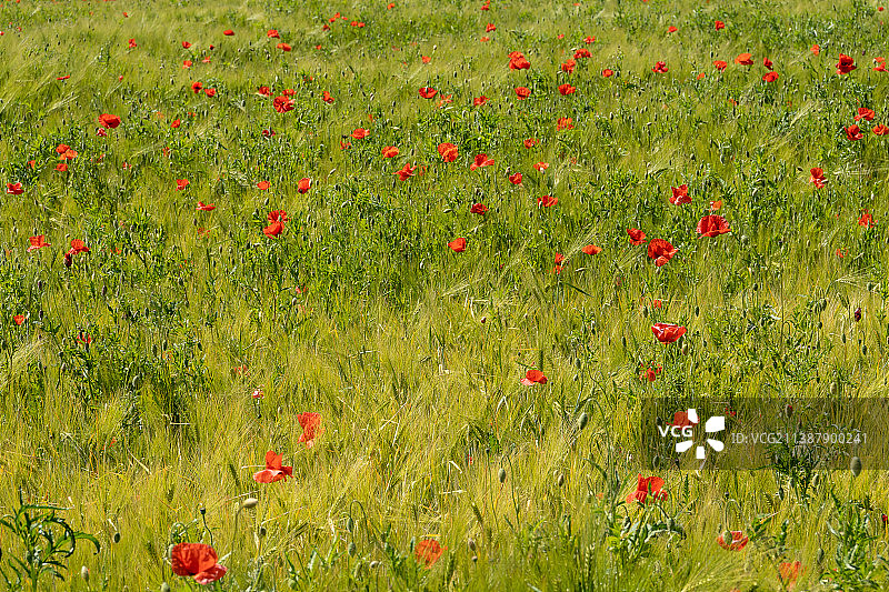 夏天的草地，红色的罂粟图片素材