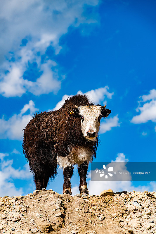 新疆天山石林的蓝天与牦牛特写图片素材