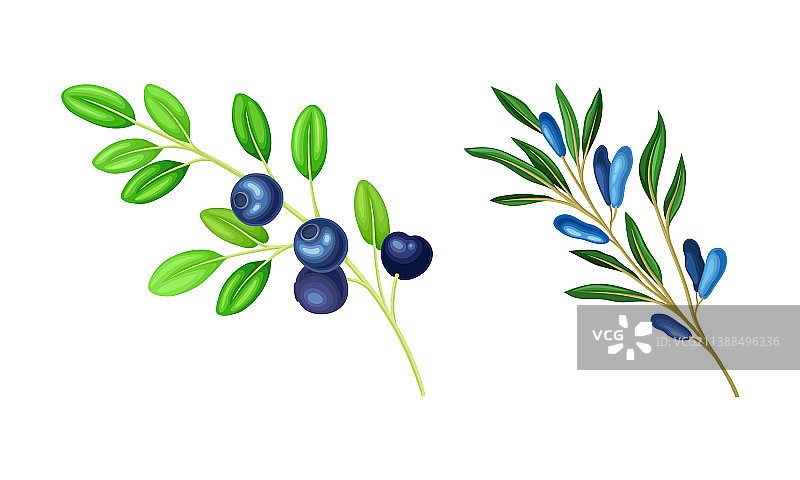 蓝莓和蜜莓枝干具挂熟图片素材