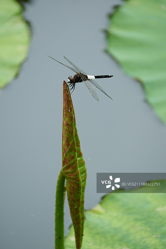 荷塘中的蜻蜓图片素材