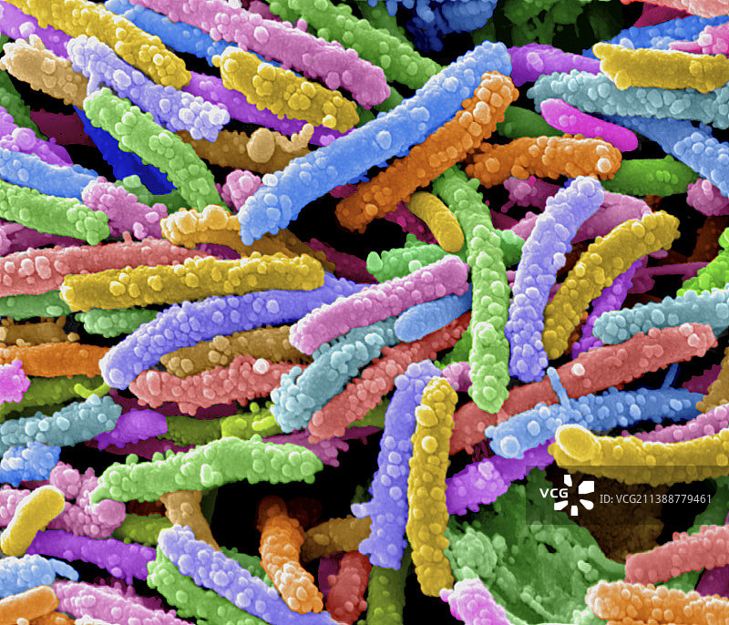 大肠杆菌图片素材