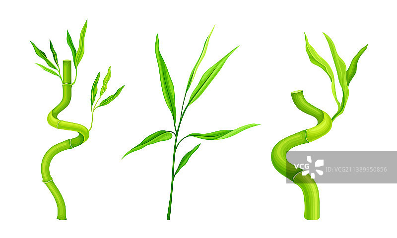 绿色竹枝集热带有机植物图片素材