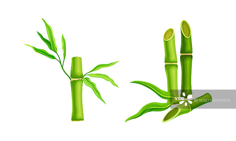 翠绿的竹茎，新鲜的竹叶图片素材