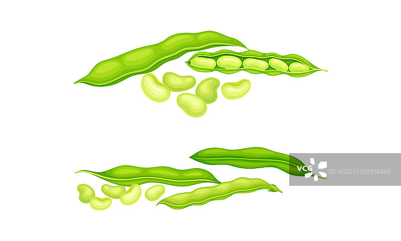 有机绿色豆荚设置新鲜的法国花园图片素材