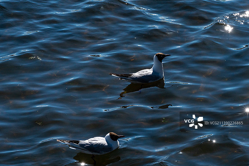 海鸥在湖中游泳的高角度视图图片素材