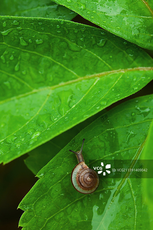 一只蜗牛在绿色叶子上图片素材