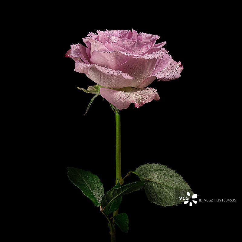 粉红玫瑰对黑色背景的特写图片素材