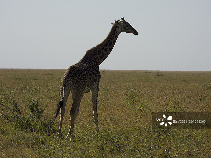 一边的看法长颈鹿站在草地上对晴朗的天空图片素材