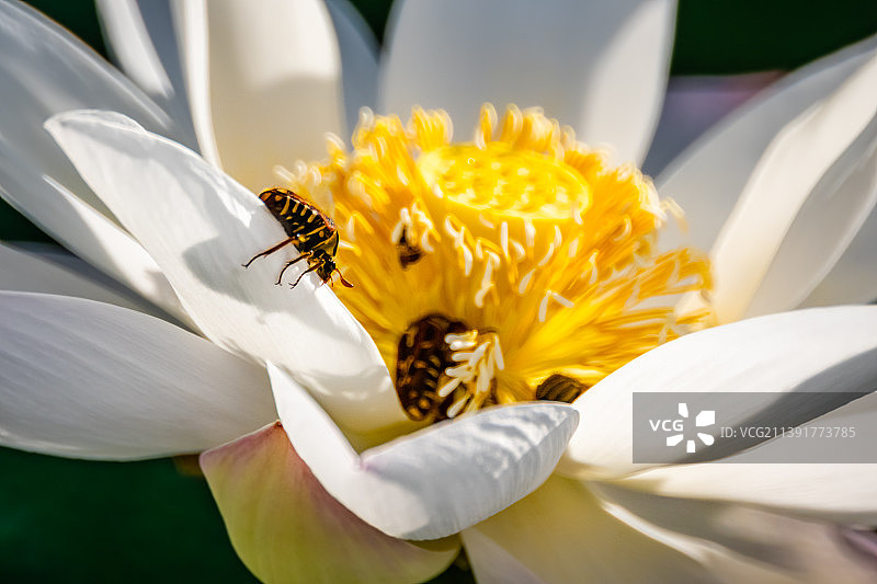 蜜蜂在白花上的特写，香港图片素材