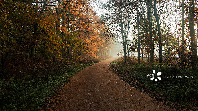 秋天，格里诺塞德，谢菲尔德，英国，英国，树林中空旷的道路图片素材