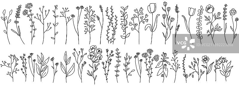 一套野花植物手绘草本植物图片素材