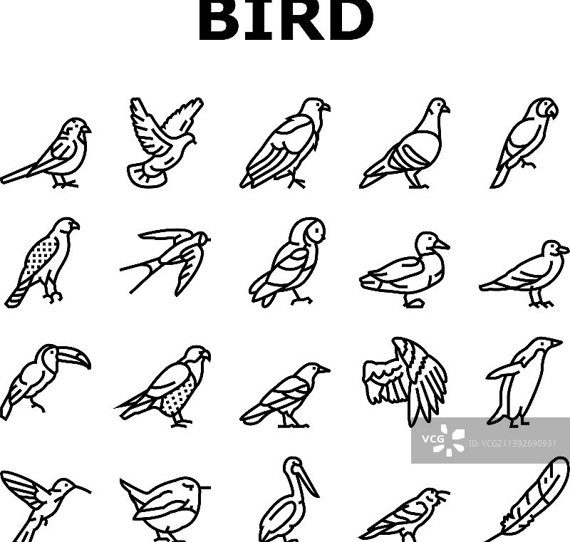 鸟类飞行动物与羽毛图标设置图片素材
