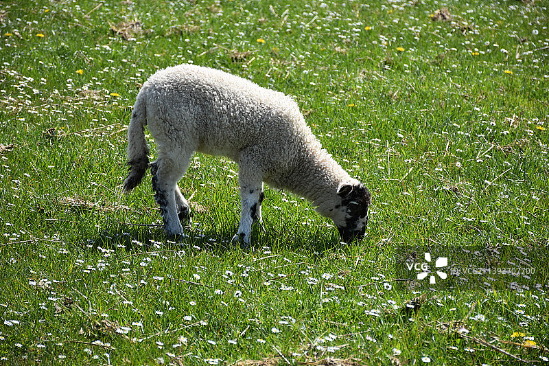 在花田里吃草的斑点脸羊羔图片素材