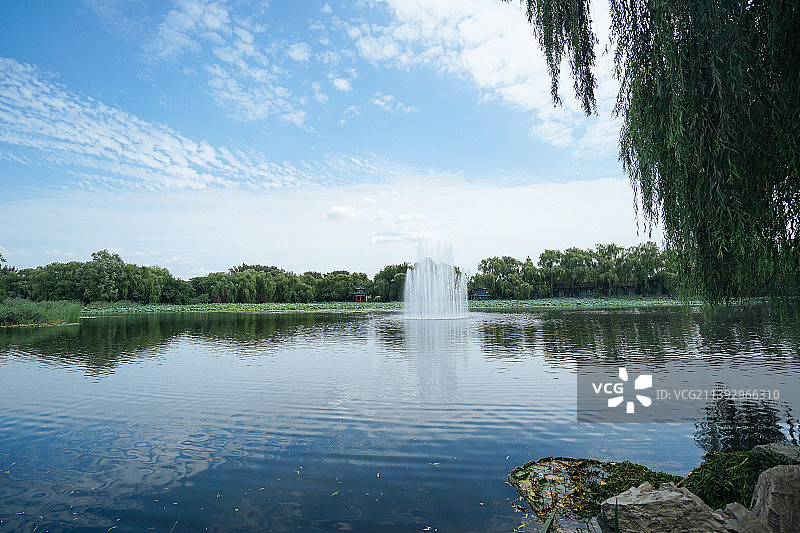 开满荷叶的荷塘，北京圆明园遗址公园曲苑风荷风光图片素材