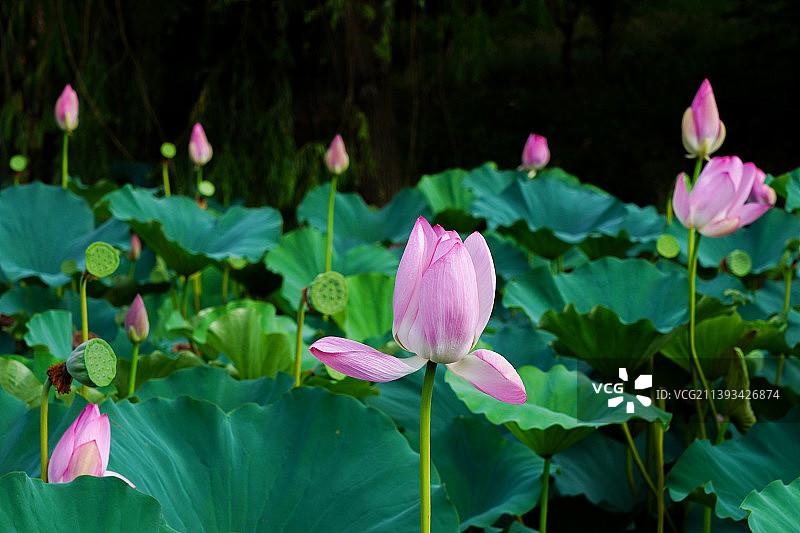 夏季南京玄武湖公园荷塘里矗立的荷花图片素材