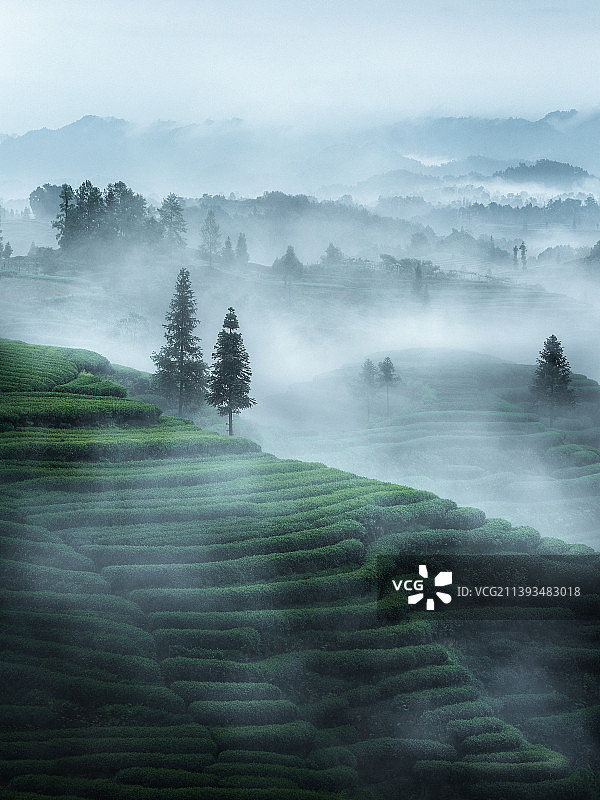 晨雾中的茶山图片素材