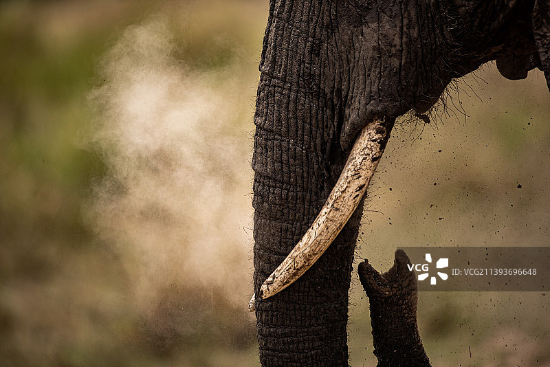 非洲象被裁剪的手，纳洛克，肯尼亚图片素材
