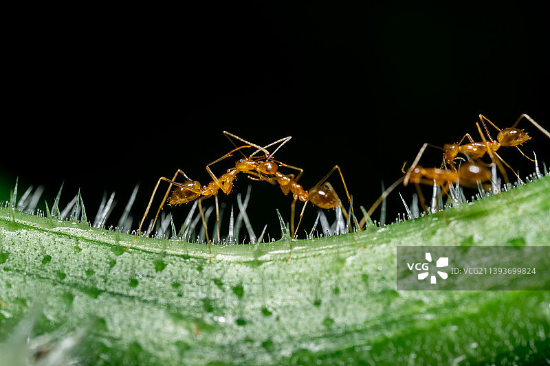 红色蚂蚁动物的微距照片图片素材