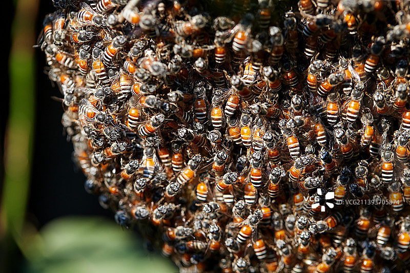 泰国蜂巢上的蜜蜂特写图片素材
