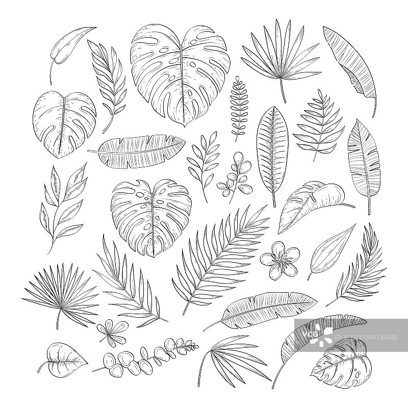 手绘热带树叶图片素材