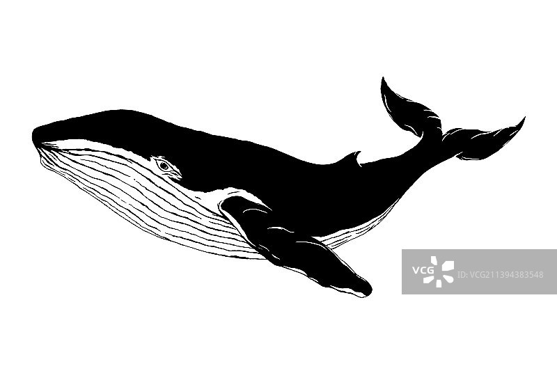 鲸虎鱼剪影手绘图片素材