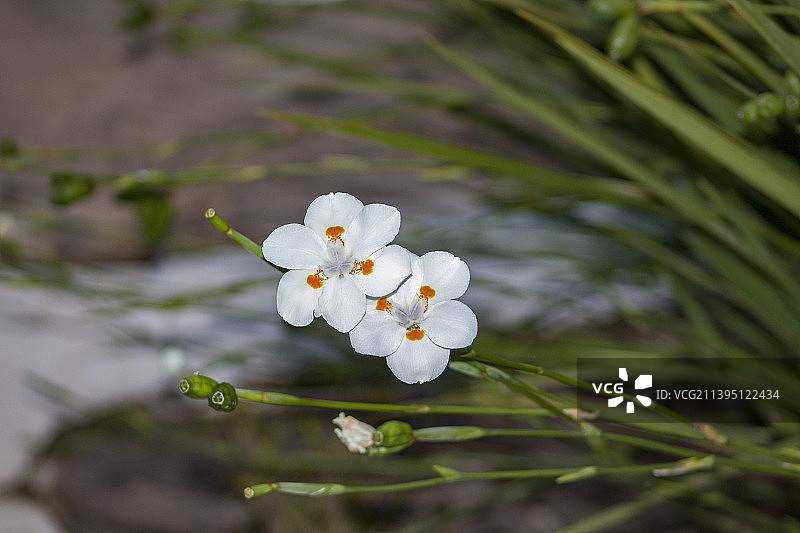 白色樱花的特写，贝洛奥里藏特，米纳斯吉拉斯州，巴西图片素材
