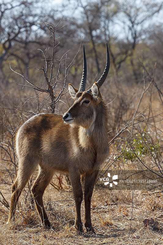 鹿站在田野的侧面视图，西北省，南非图片素材