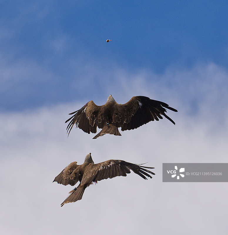 一对风筝猛禽鸟在晴朗的天空飞翔图片素材
