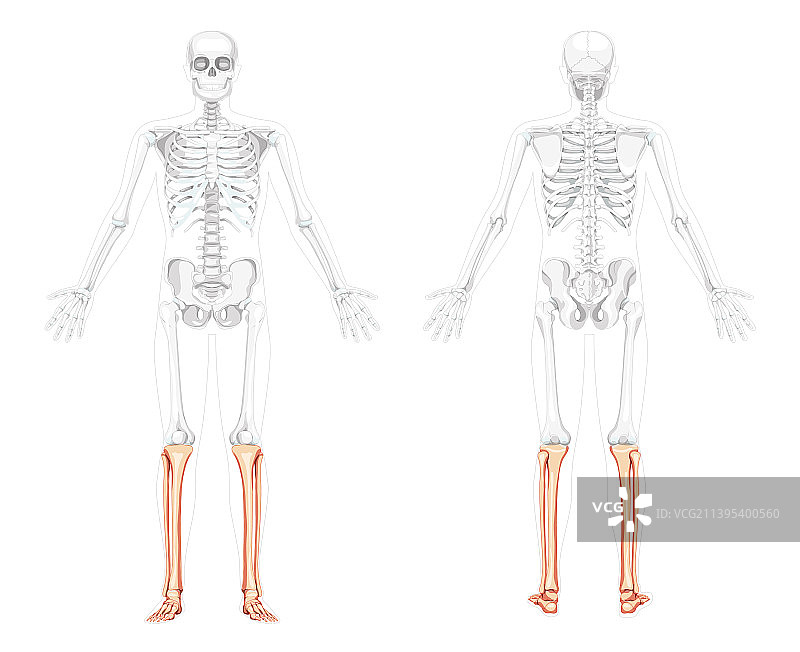 骨架腿，胫骨，腓骨，人的前面，后面图片素材