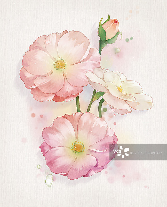 古风水彩水墨花卉插画——纯底色桔梗图片素材