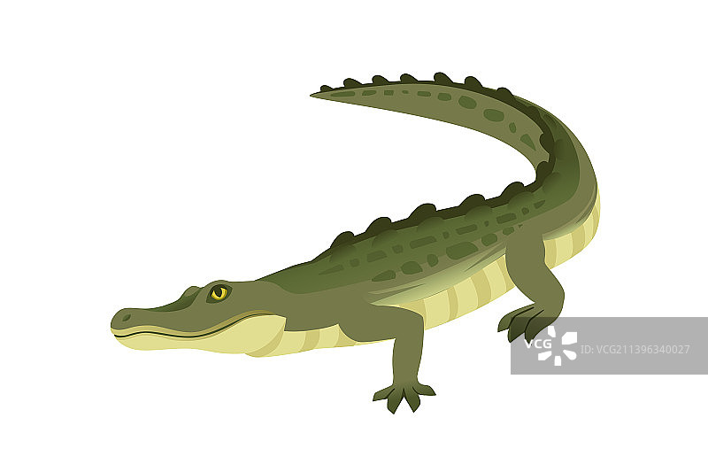 绿色鳄鱼性格大型食肉爬行动物图片素材
