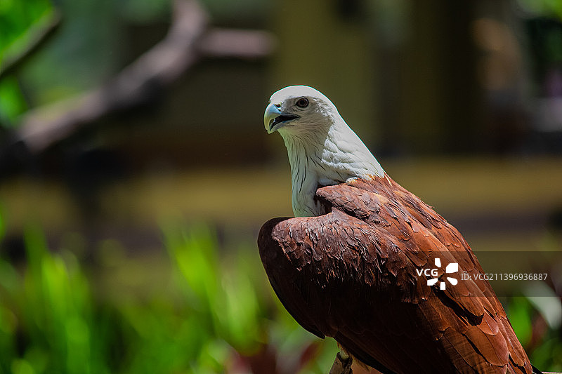 老鹰栖息在树上的特写，日惹，印度尼西亚图片素材