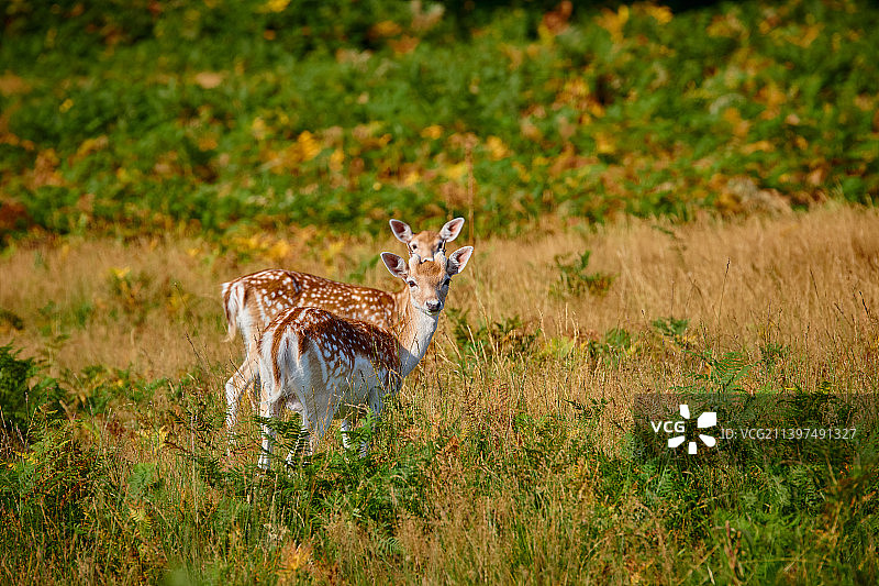肖像休闲鹿站在草地上，英国，英国图片素材