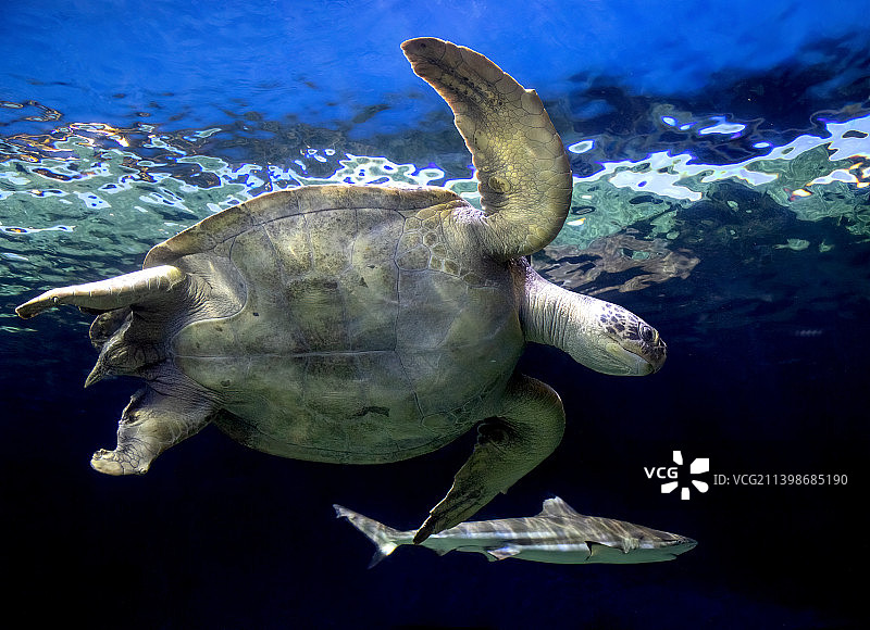 海绿加拉帕戈斯绿海龟在海里游泳的特写图片素材