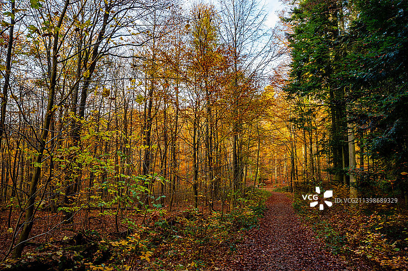 秋天森林中的树木，威斯巴登，德国图片素材