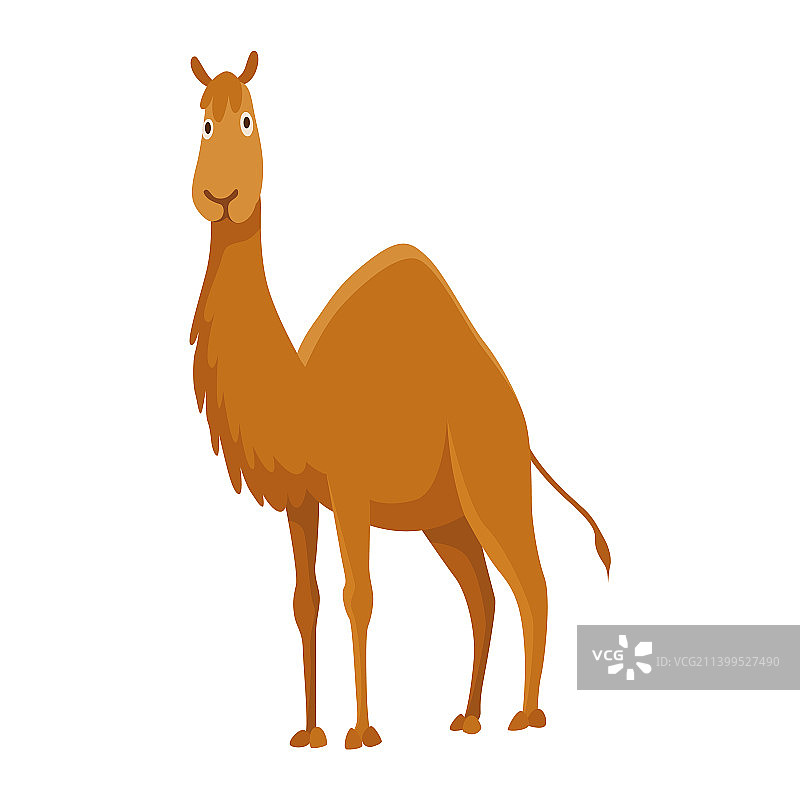 骆驼与一个驼峰沙漠动物站在一起图片素材