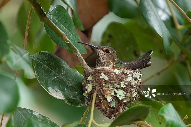 蜂鸟栖息在树上的蜂鸟特写，蒙特西托，加利福尼亚州，美国图片素材