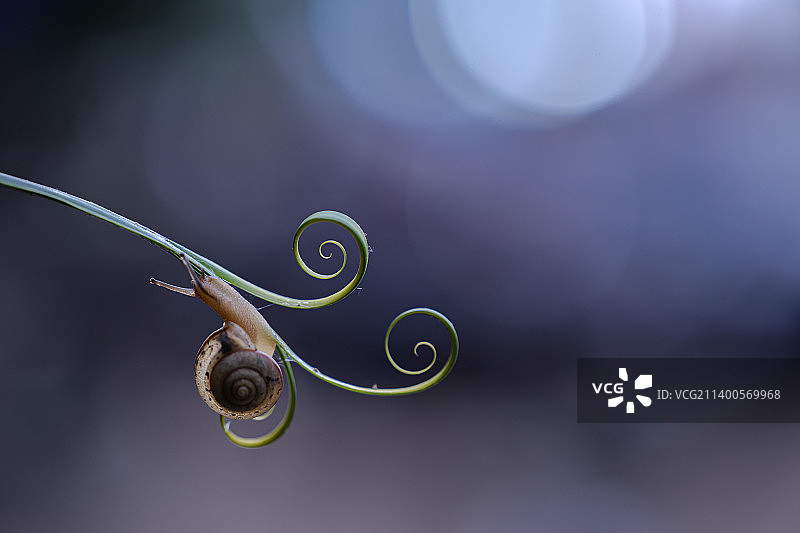 蜗牛在植物上的特写，印度尼西亚图片素材