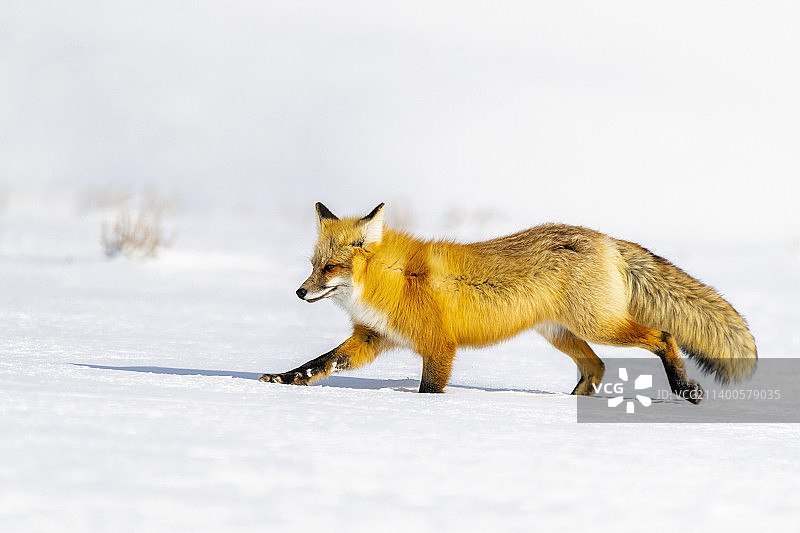 侧视图红色的狐狸走在积雪覆盖的土地，黄石国家公园，美国，美国图片素材