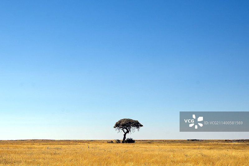 风景如画的田野对晴朗的蓝天，埃托沙国家公园，纳米比亚图片素材