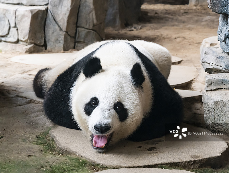 玩耍的大熊猫 趴着的熊猫图片素材