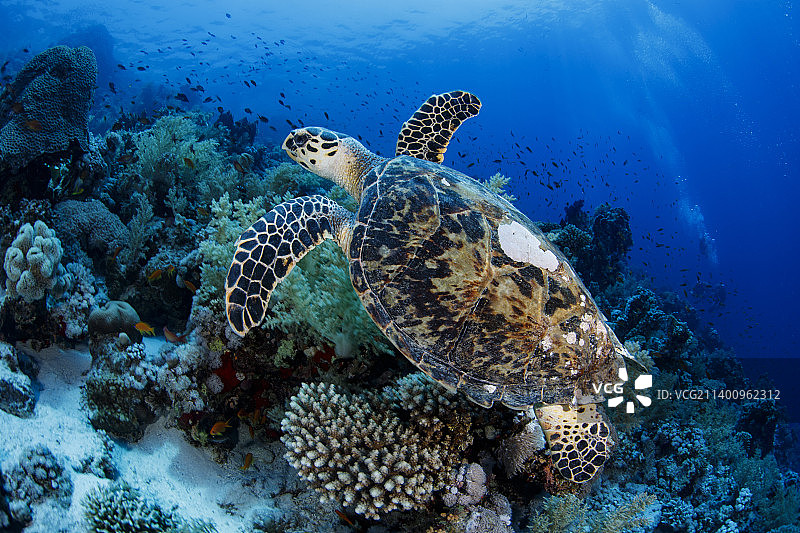 玳瑁海龟游泳图片素材