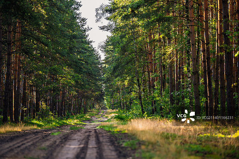 波兰，树林中空荡荡的道路图片素材