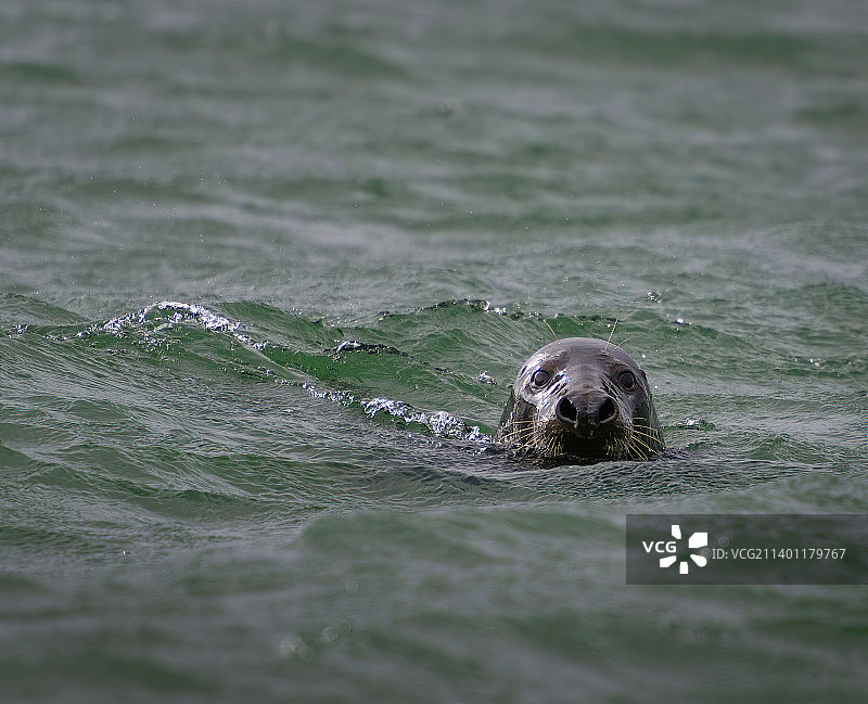 海豹在海里游泳的特写镜头，丹麦图片素材
