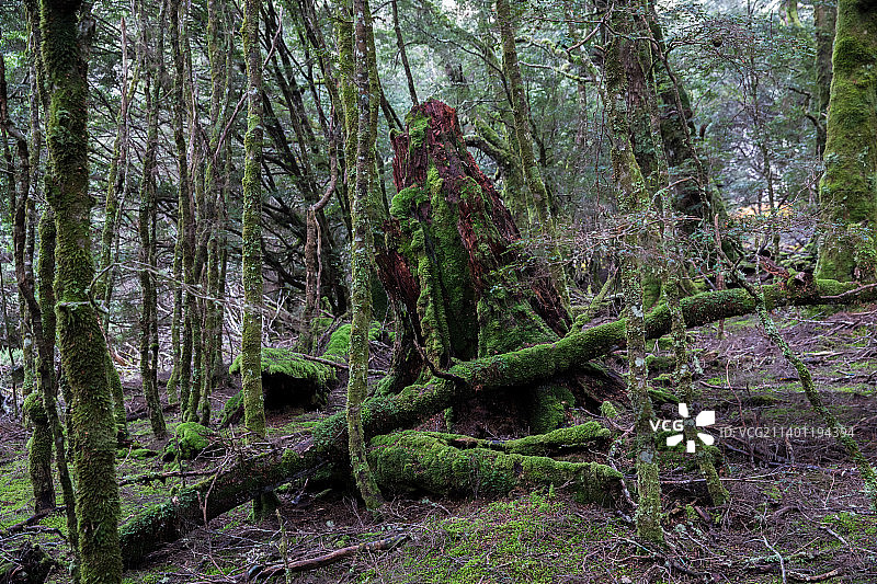 生长在森林里的树木，塔斯马尼亚，澳大利亚图片素材