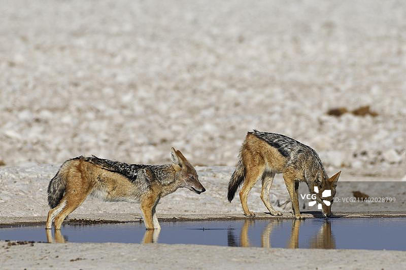 非洲纳米比亚的埃托沙国家公园，两只成年黑背胡狼(Canis mesomelas)在水坑边，一只在喝水，另一只在水里，警惕图片素材