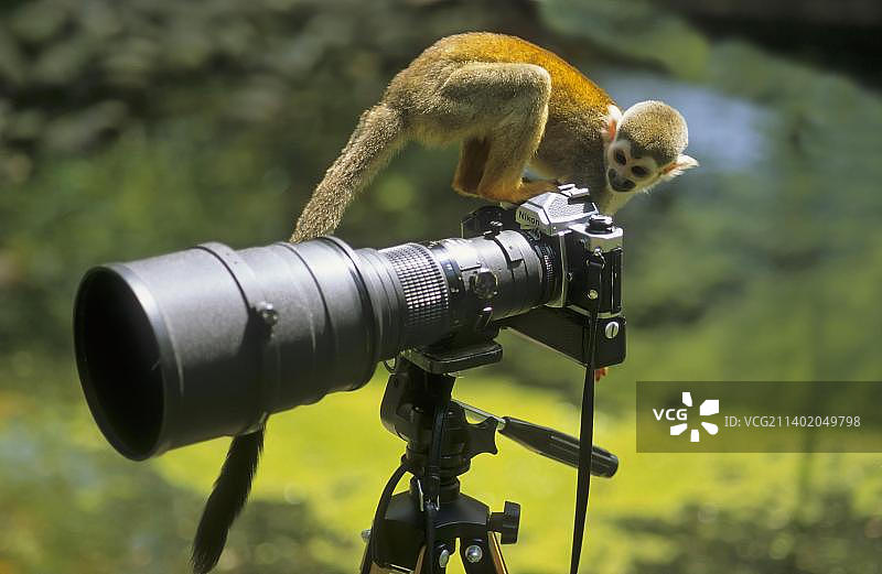 松鼠猴(Saimiri)或松鼠猴坐在镜头前，好奇图片素材