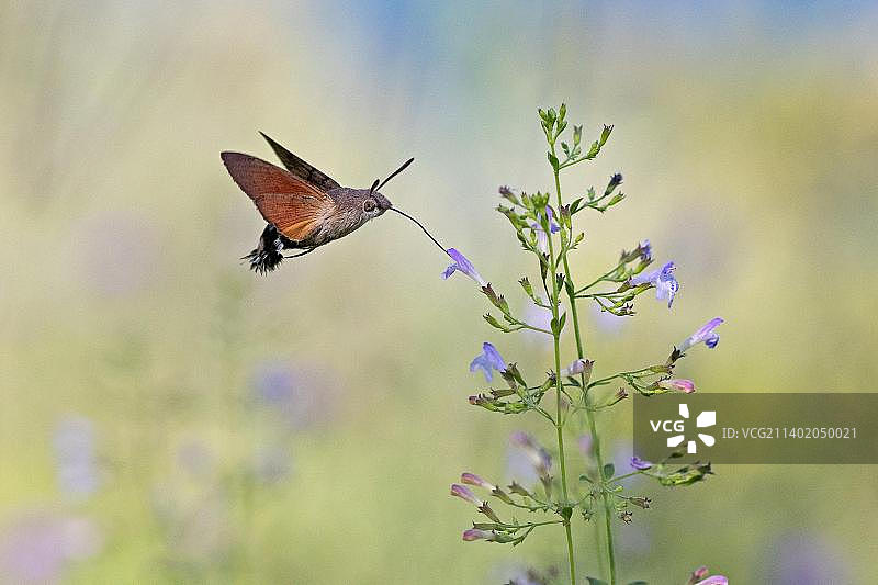 蜂鸟鹰蛾(巨舌鹰蛾)在飞行中吮吸花蜜，威尼托，意大利，欧洲图片素材